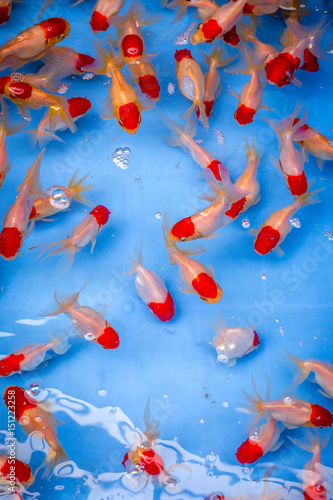 des poissons exotiques rouges et blancs dans une bassine bleue