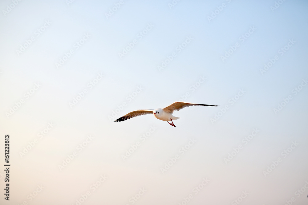 One seagull flying in the sky. One seagull flying in the sky.