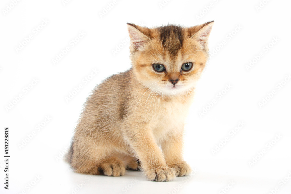 Little cute kitten striped on a white background Little cute kitten striped on a white background
