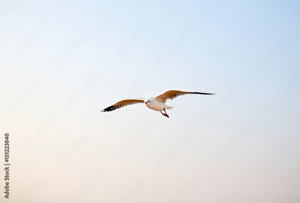 Obraz premium One seagull flying in the sky.