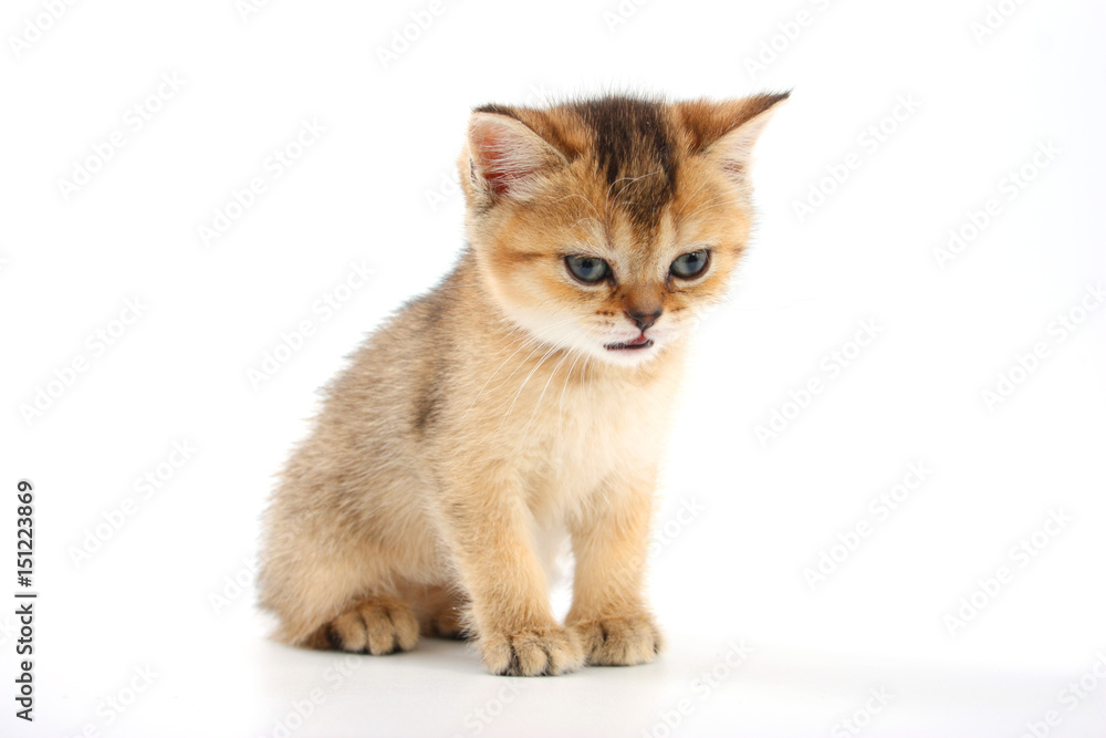 Obraz premium Little cute kitten striped on a white background