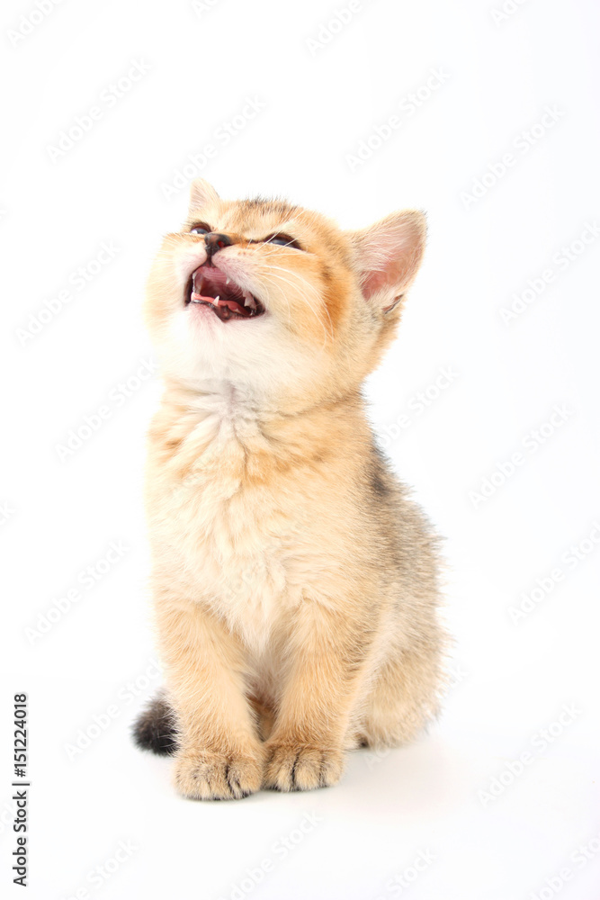 Little cute kitten striped on a white background Little cute kitten striped on a white background