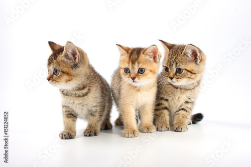 Fototapeta Naklejka Na Ścianę i Meble -  Little cute kitten striped on a white background