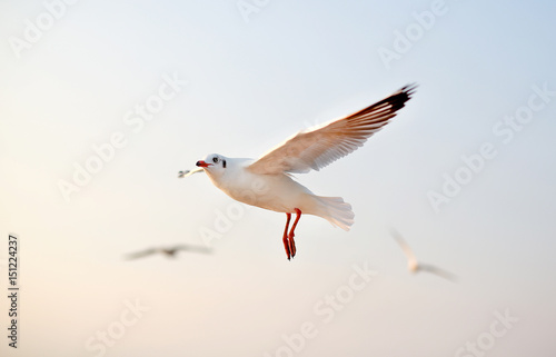 A seagull flying in sunlight.