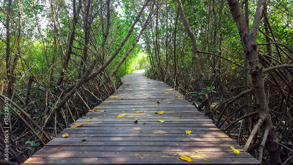 walk way in mangrove forest