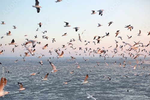 Landscape image of Seagulls flying in the sky at sunset.