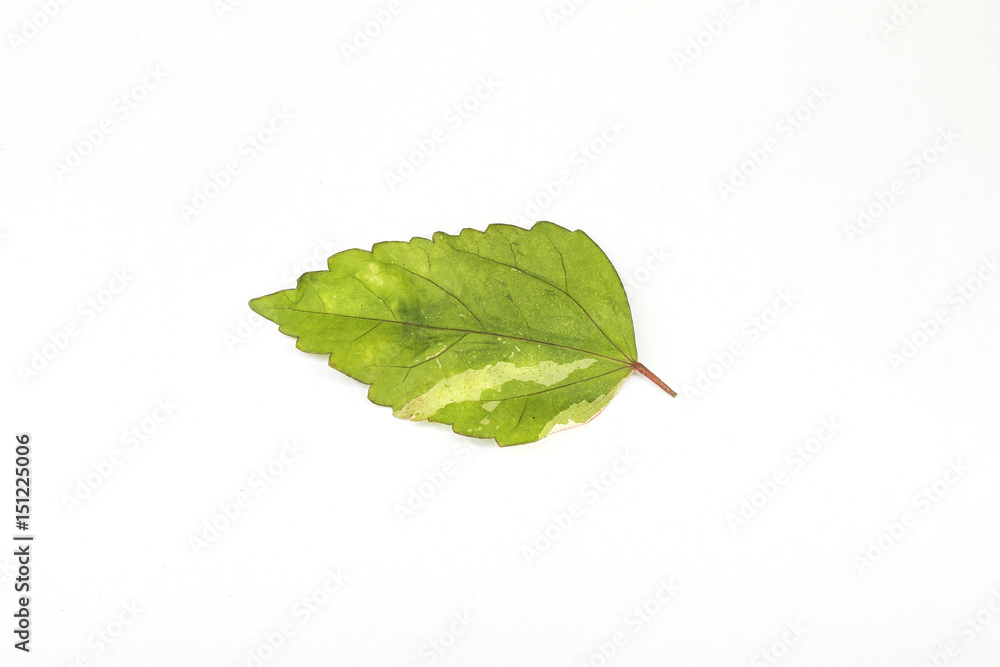 Fototapeta premium A Croton leaf isolated on white background.