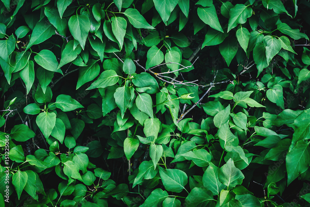 Fototapeta premium Green leaves texture background