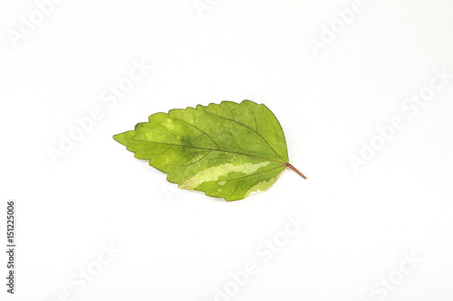 A Croton leaf isolated on white background.