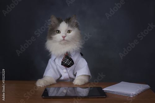 Fototapeta Naklejka Na Ścianę i Meble -  Cat manager misses the office