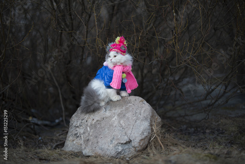 Fototapeta Naklejka Na Ścianę i Meble -  Cat in warm clothes waiting for spring