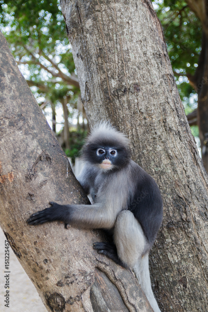 Fototapeta premium cute action of dusky langur