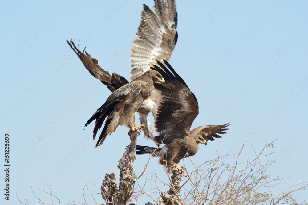 Fototapeta premium An opportunistic predator, 