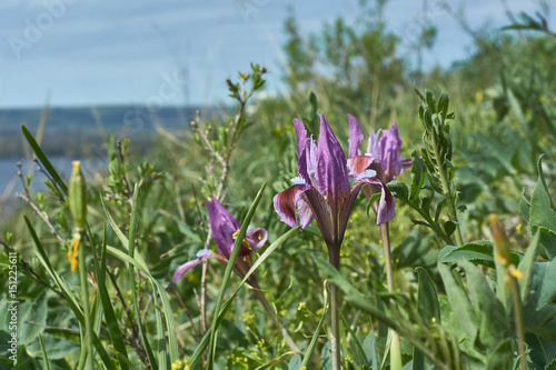 Fototapeta Naklejka Na Ścianę i Meble -  Flowers Siberian iris  on a spring meadow.