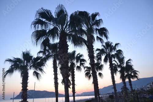 palms © burak
