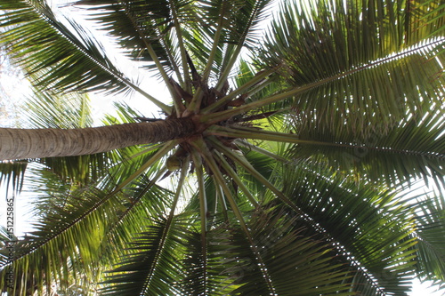 Coconut Palms © Kayal