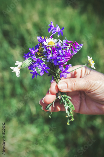 Bouquet of wild flowers in female hand