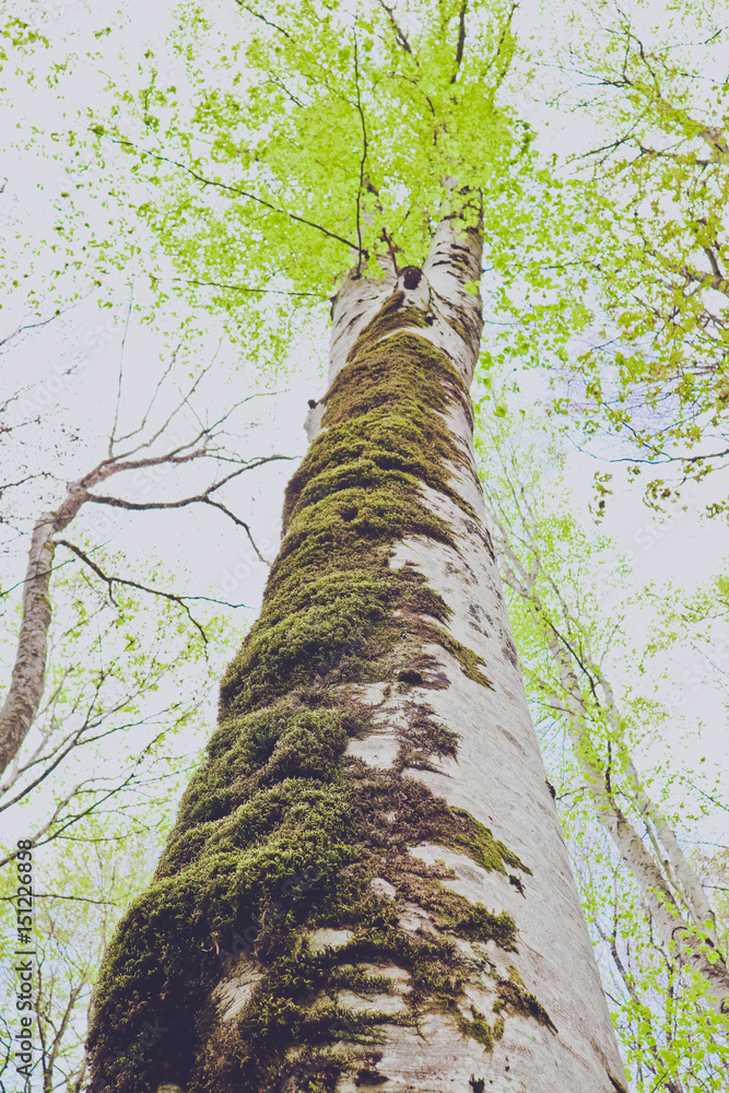 Fototapeta premium colorful old sycamore tree trunk and brunches silhouettes on the sunny sky background. Photo depicting a mossy gnarled tree greenwood tops, close up view. Springtime.