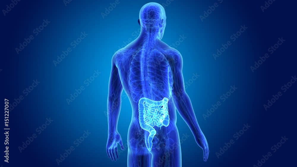 Intestine with anatomy Intestine with anatomy