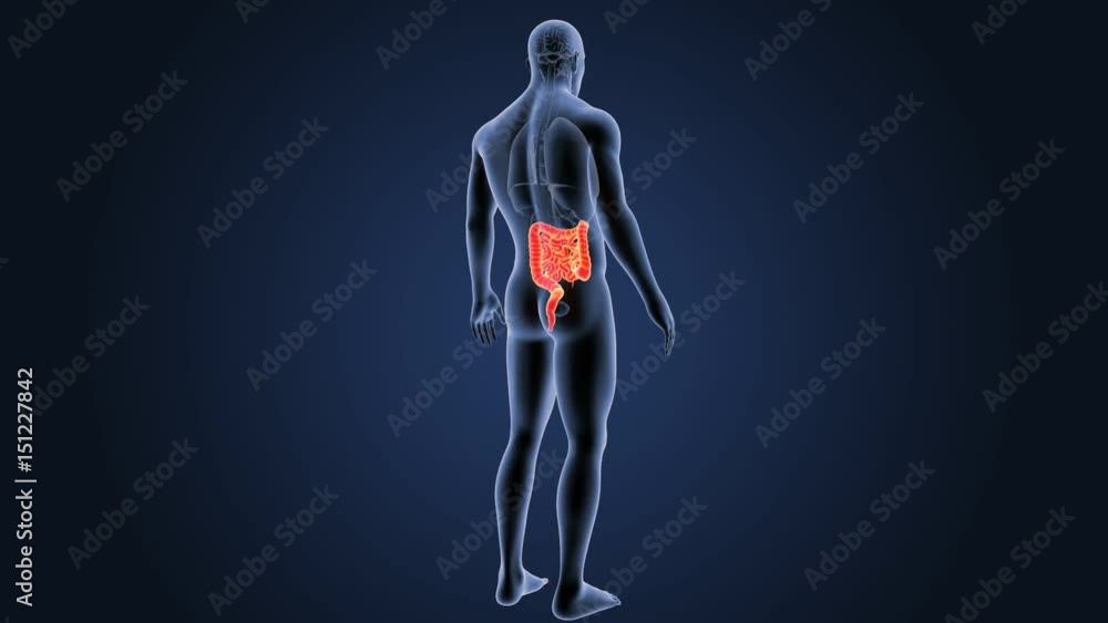 Intestine with organs Intestine with organs