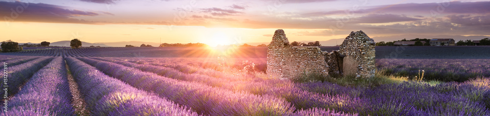 PANORAMIC LAVENDER IN SOUTH OF FRANCE - obrazy, fototapety, plakaty 