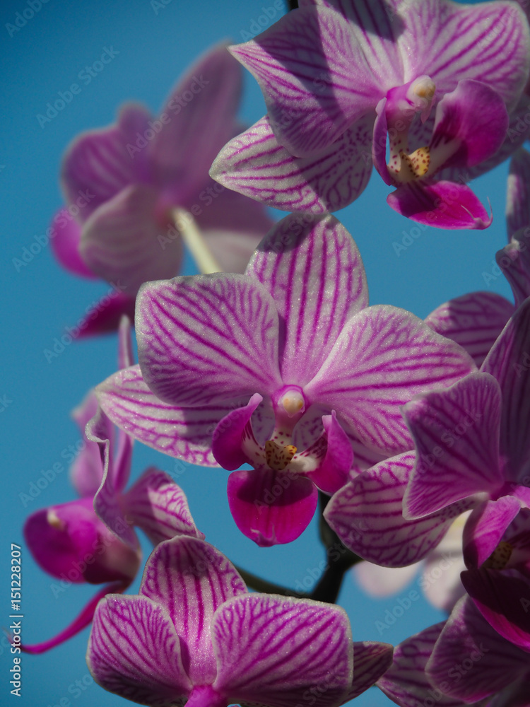 Fototapeta premium Closeup of Orchids flowers, blue background