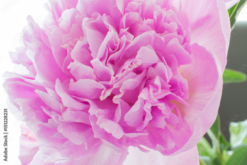 A photograph of a pink peony flower. Petals close-up as background