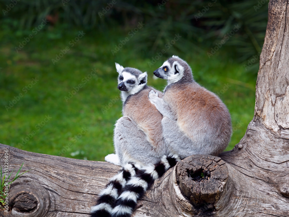 The ring-tailed lemur. Two ring-tailed lemurs embraced together on a tree. Big eyes with lively color and classic long-sleeved white-black rings.