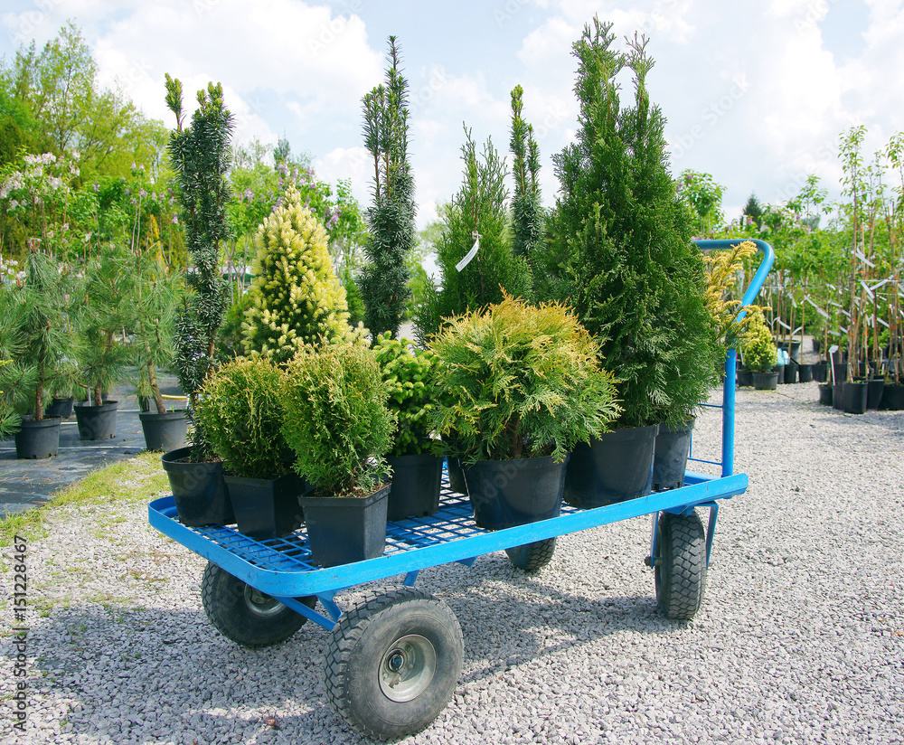 Fototapeta premium Buying plants in a garden center