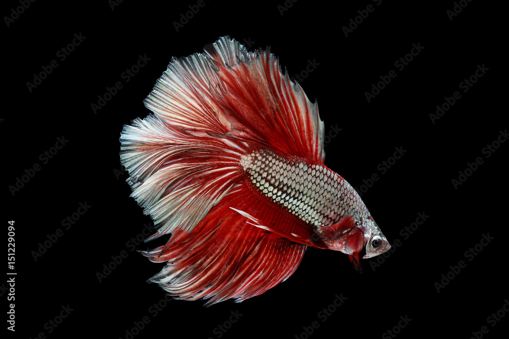 Halfmoon Betta on black background. Beautiful fish. Swimming flutter tail flutter. Halfmoon Betta on black background. Beautiful fish. Swimming flutter tail flutter.