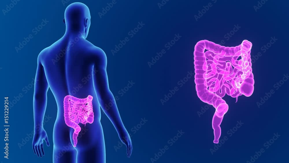 Intestine zoom with body Intestine zoom with body