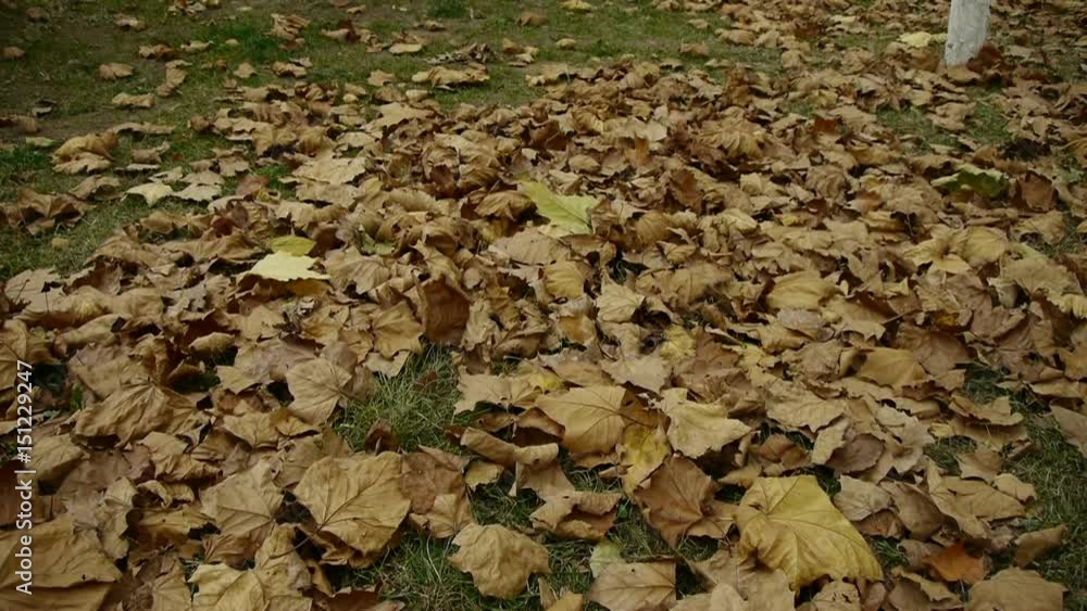 falling golden leaves full on ground. falling golden leaves full on ground.