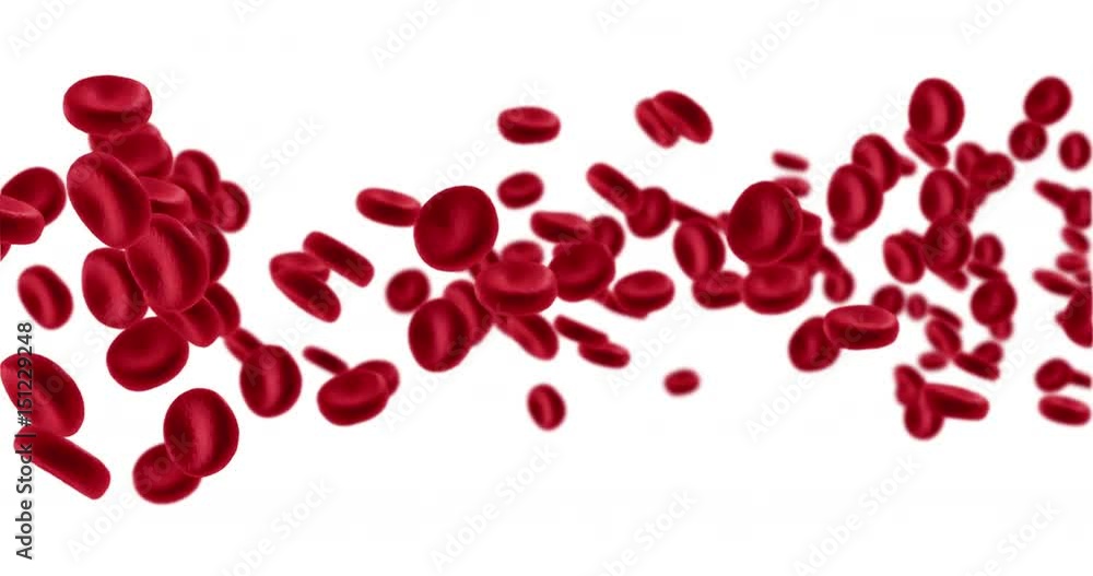 3D rendering animation red blood cells in an artery, flow inside body, medical human health-care on white background 3D rendering animation red blood cells in an artery, flow inside body, medical human health-care on white background