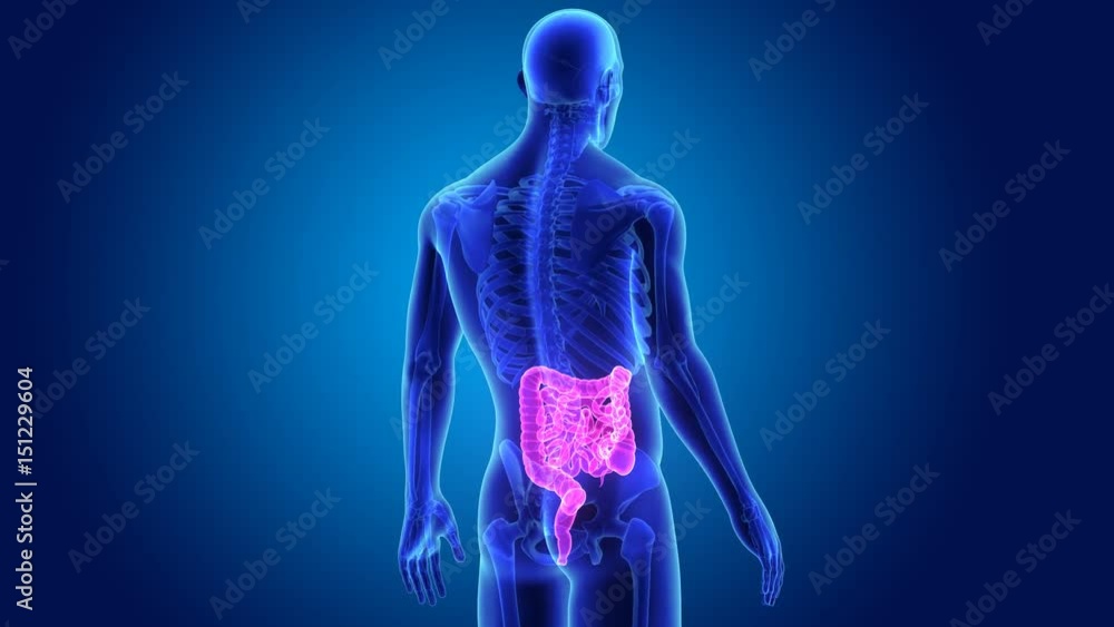 Intestine with skeleton Intestine with skeleton