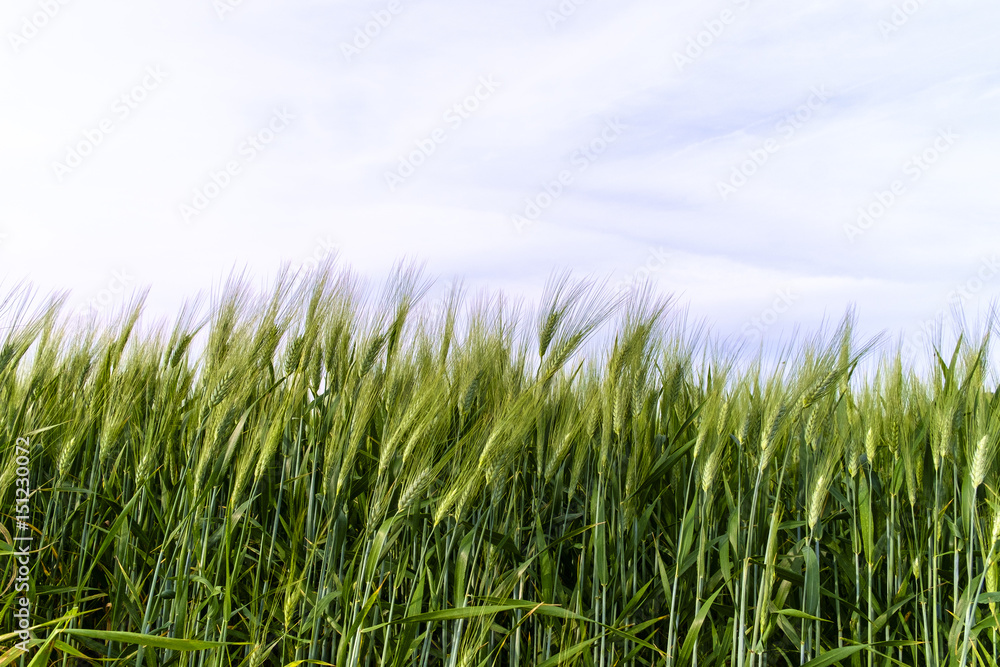 Wheat fields, Val d'Orcia, Tuscany