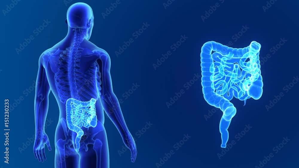 Intestine zoom with skeleton Intestine zoom with skeleton