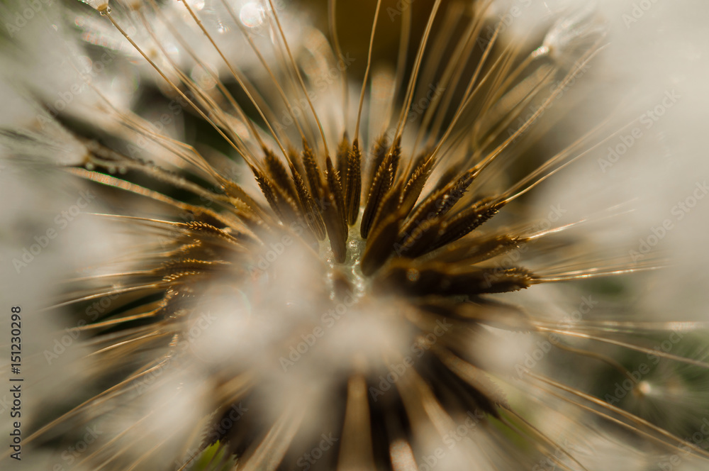 dandelion flower background of the summer landscape.