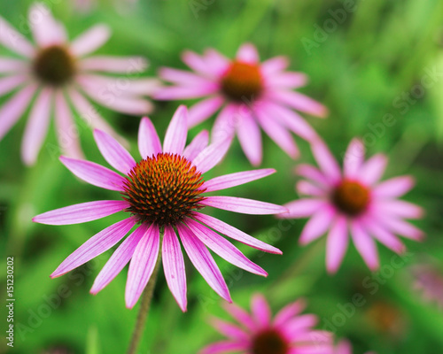 Natural floral background. Composition of flowers. Selective focus.
