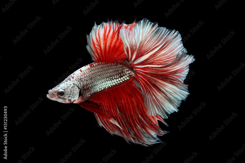 Halfmoon Betta on black background. Beautiful fish. Swimming flutter tail flutter. Halfmoon Betta on black background. Beautiful fish. Swimming flutter tail flutter.