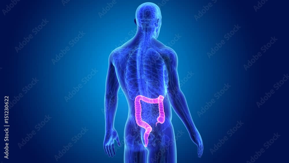 Large intestine with anatomy Large intestine with anatomy