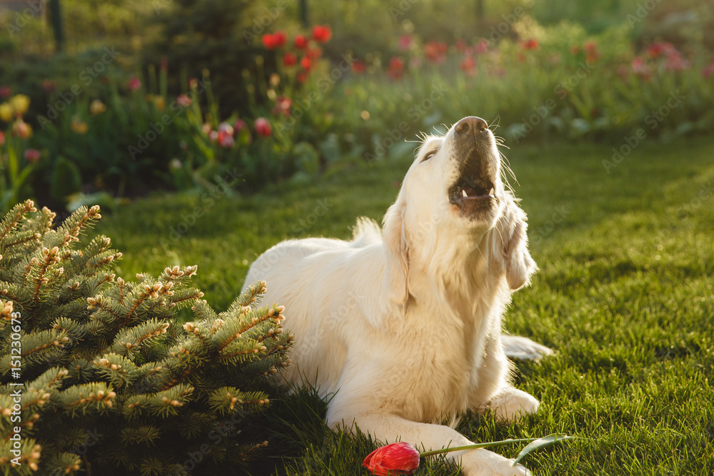 Portrait of a beautiful Golden Retriever dog. Concept beauty, softness, pedigree. Portrait of a beautiful Golden Retriever dog. Concept beauty, softness, pedigree.