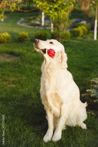 Portrait of a beautiful Golden Retriever dog. Concept beauty, softness, pedigree.