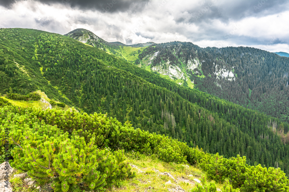 Fototapeta premium Green mountain forest, landscape