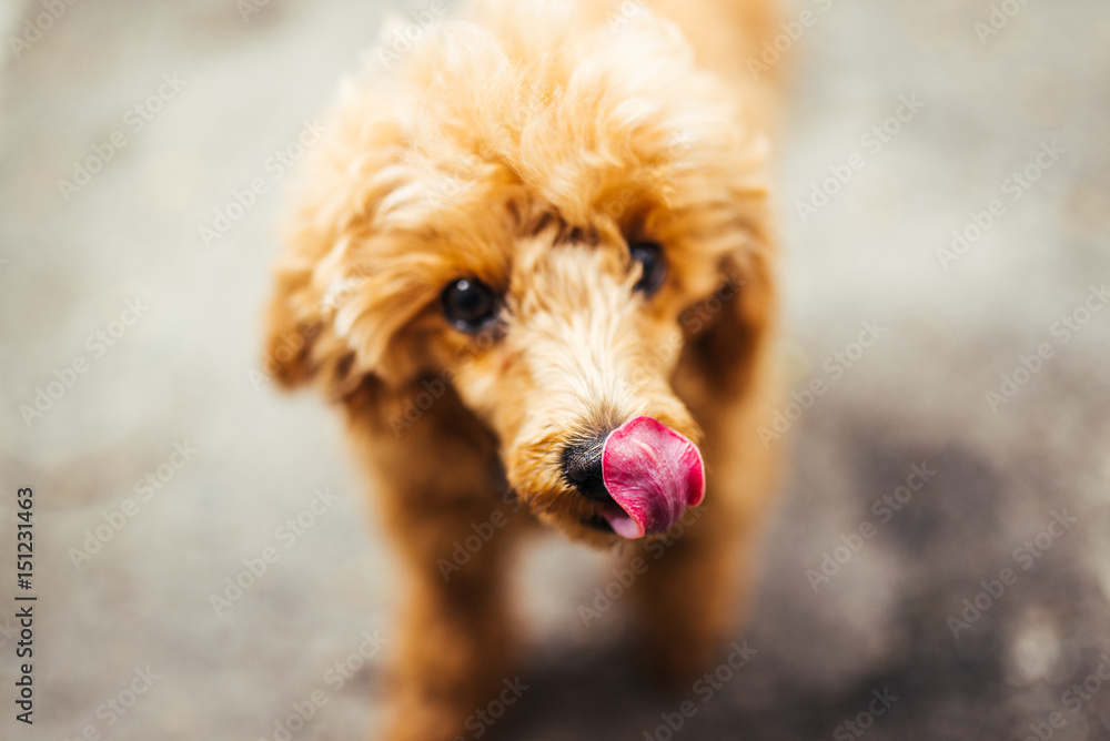 The poodle dog licks his nose. Brown poodle puppy standing on the ground and looking up. Close-up of brown funny poodle head. The poodle dog licks his nose. Brown poodle puppy standing on the ground and looking up. Close-up of brown funny poodle head.