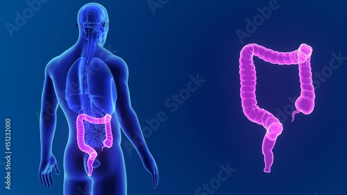 Large intestine zoom with organs
