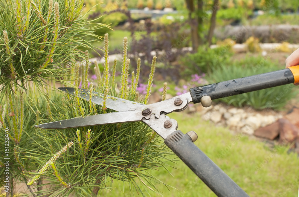 Obraz premium Pruning Plants Close Up. Professional Gardener Pruning conifers