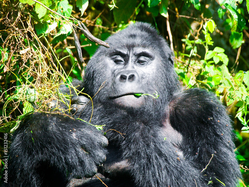 Adult male mountain gorilla - silverback - eating green leafs. Bwindi Impenetrable Forest, Uganda, Africa.