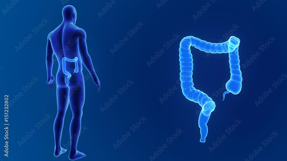 Large intestine zoom with body Large intestine zoom with body