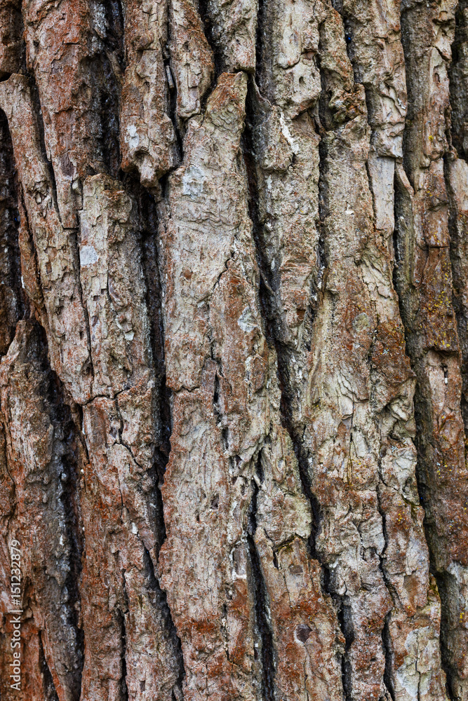 Dark fir bark background. Fir bark background. Tree bark texture Dark fir bark background. Fir bark background. Tree bark texture