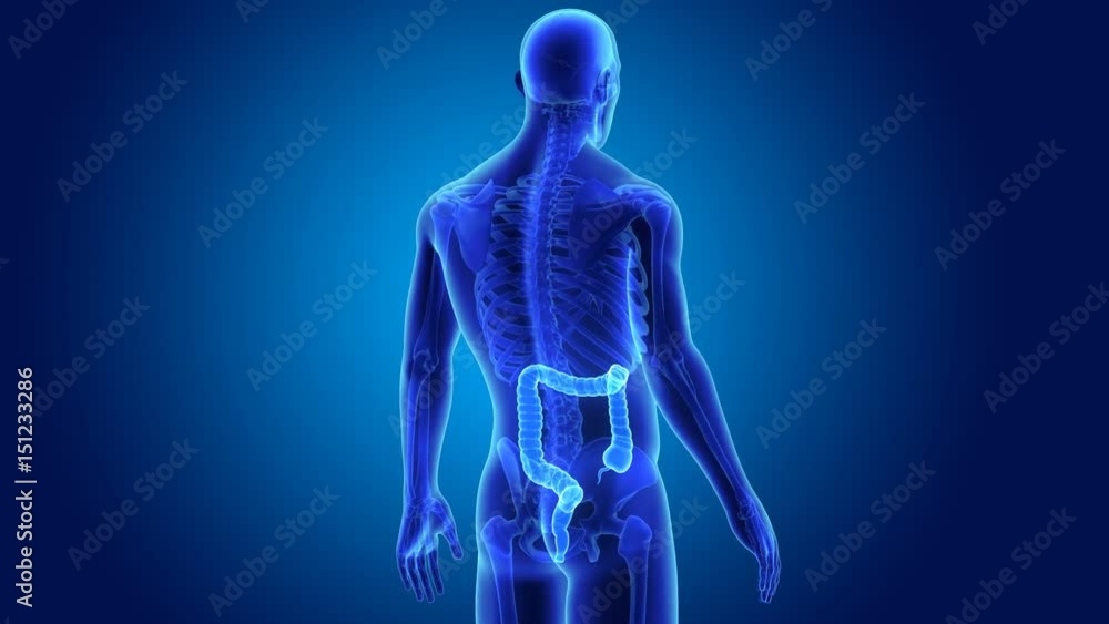 Large intestine with skeleton Large intestine with skeleton